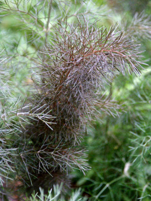 FENNEL 50 SEEDS "BRONZE FENNEL"